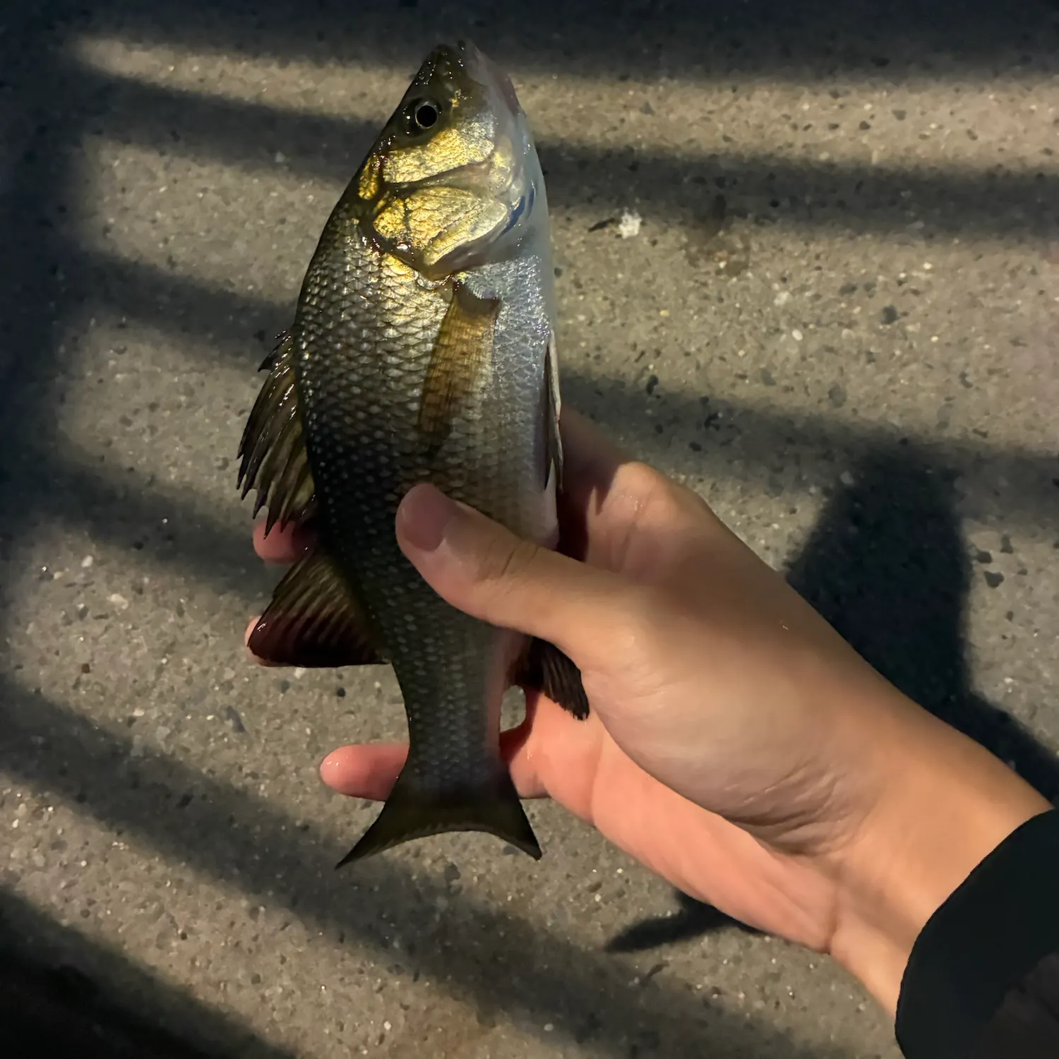 White perch caught on Fishbrain