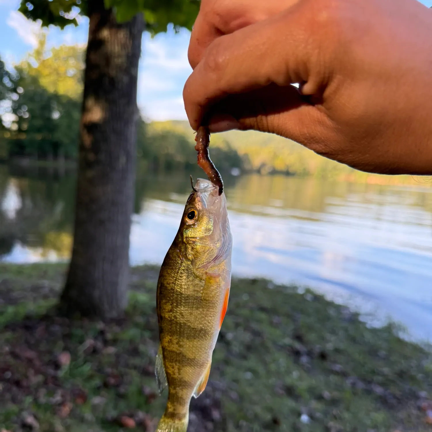 Yellow perch caught on Fishbrain