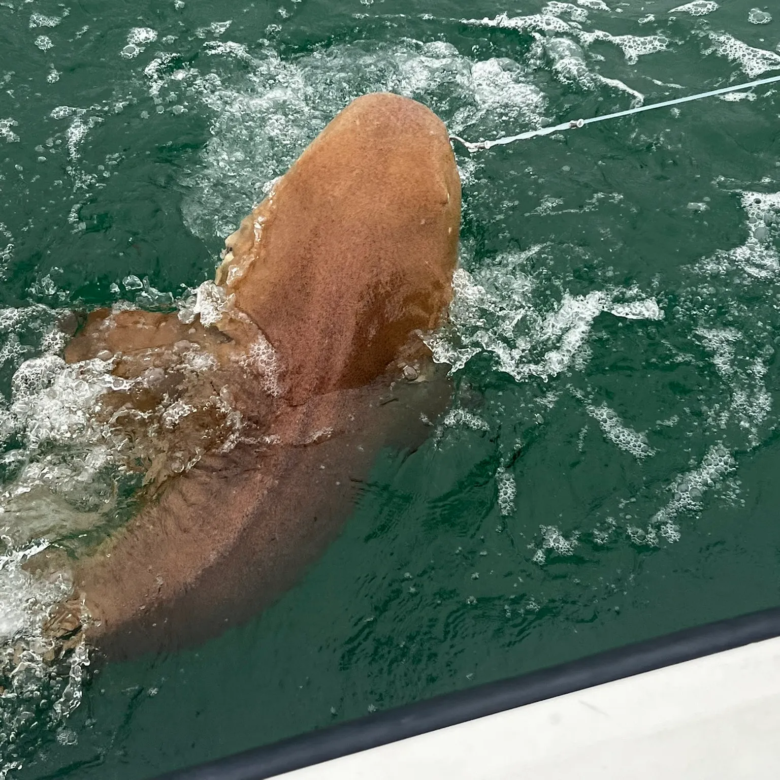 The most recent Nurse shark catches on Fishbrain