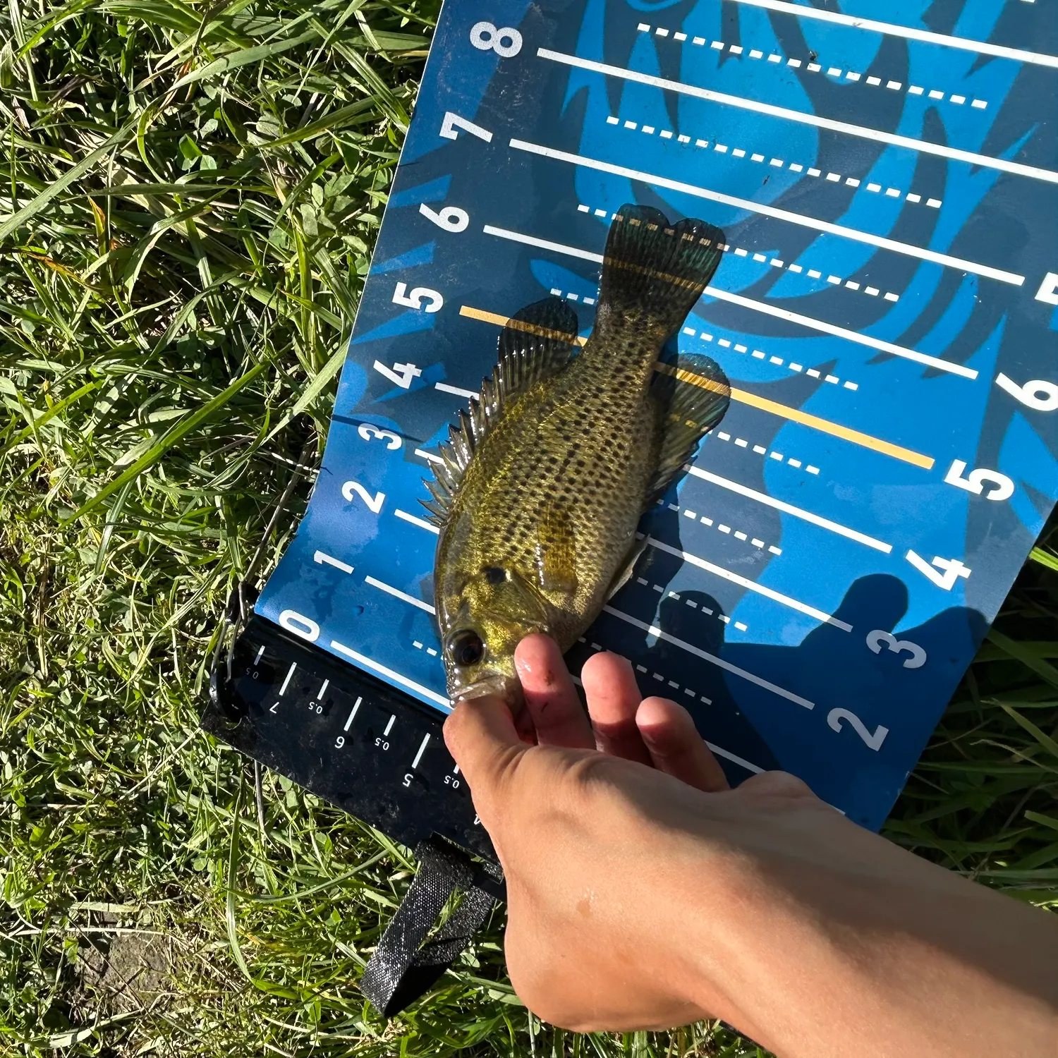 Rock bass caught on Fishbrain