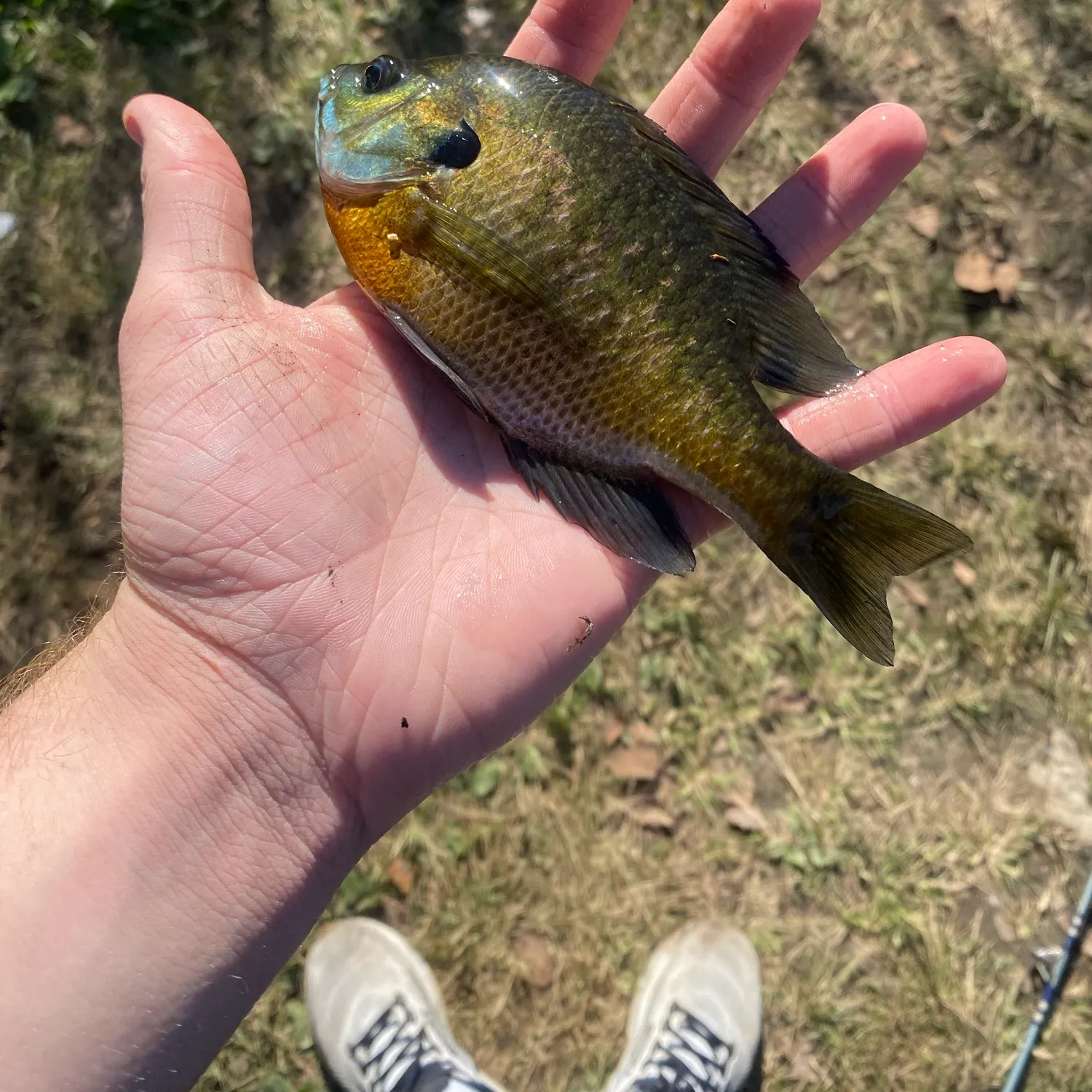 Bluegill caught on Fishbrain
