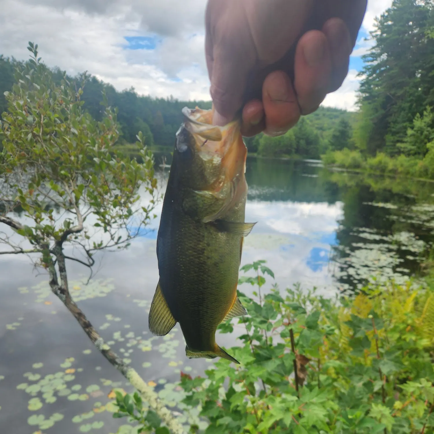 Largemouth bass caught on Fishbrain