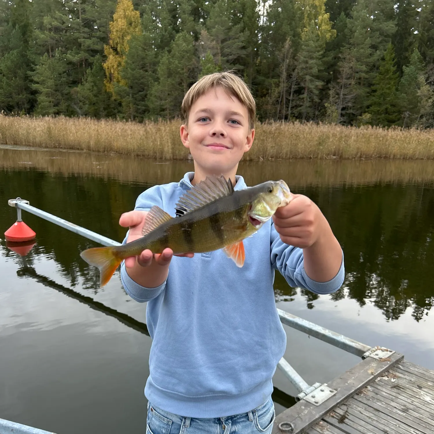European perch caught on Fishbrain