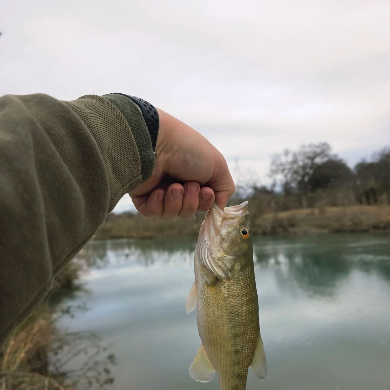 The most recent Guadalupe bass catches on Fishbrain