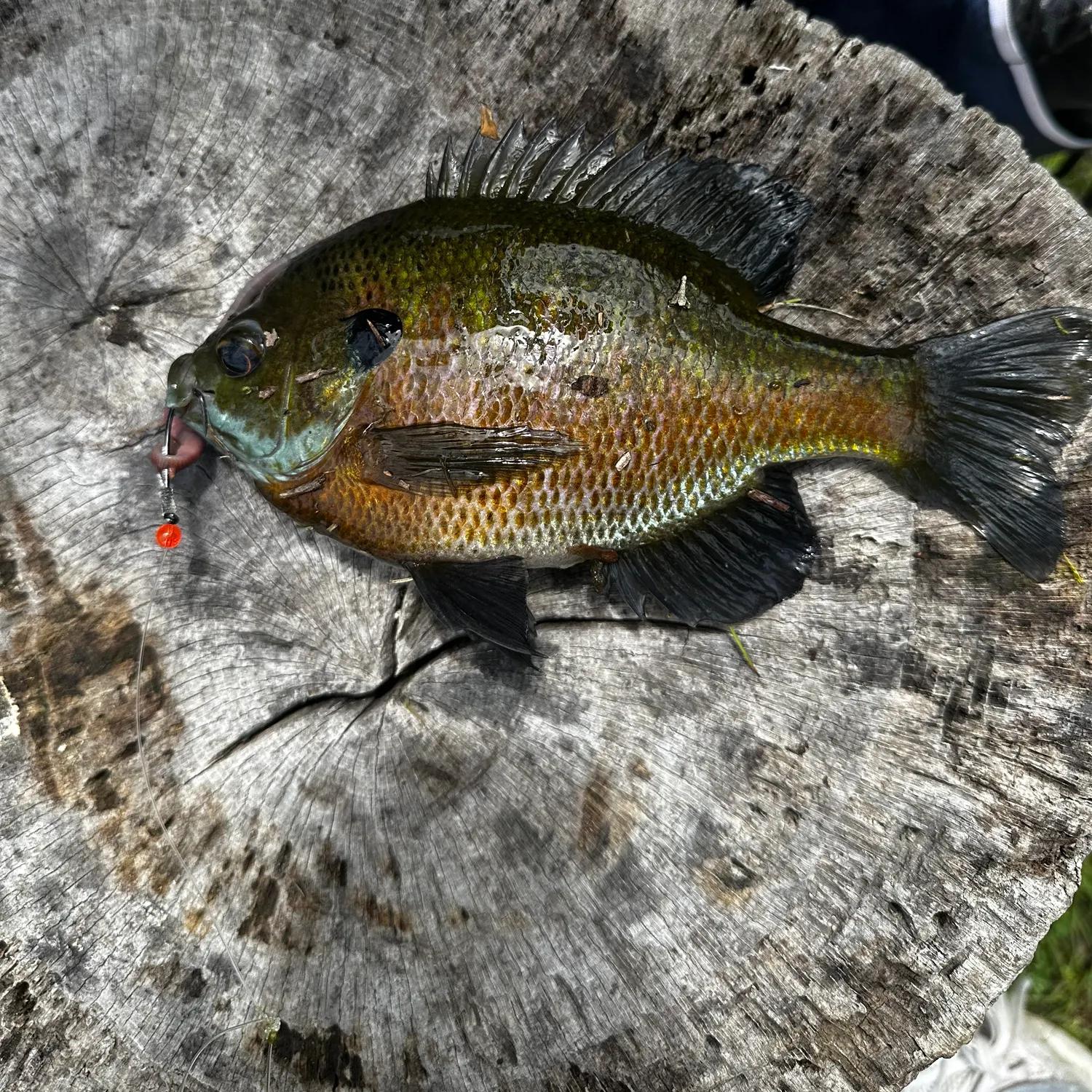 recently logged catches