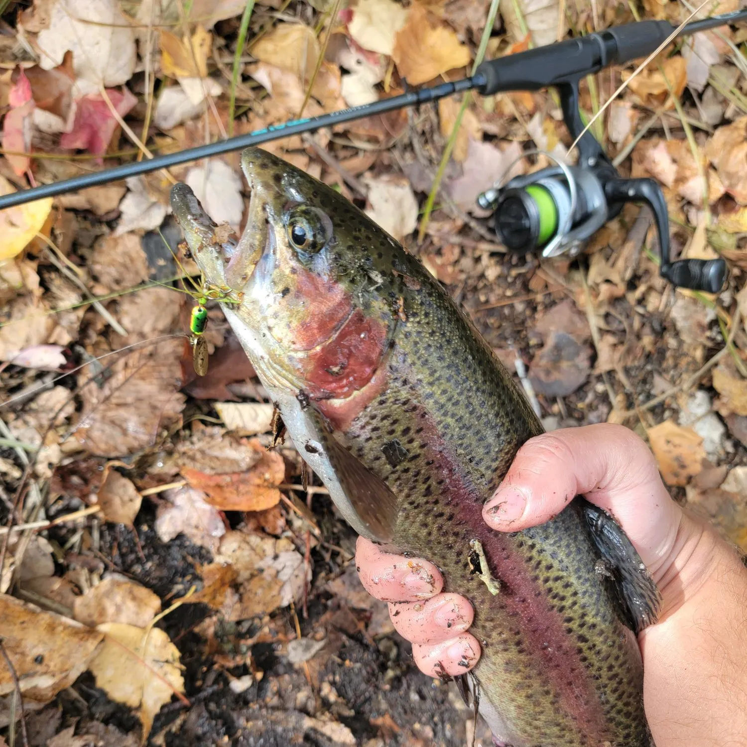 Rainbow trout caught on Fishbrain