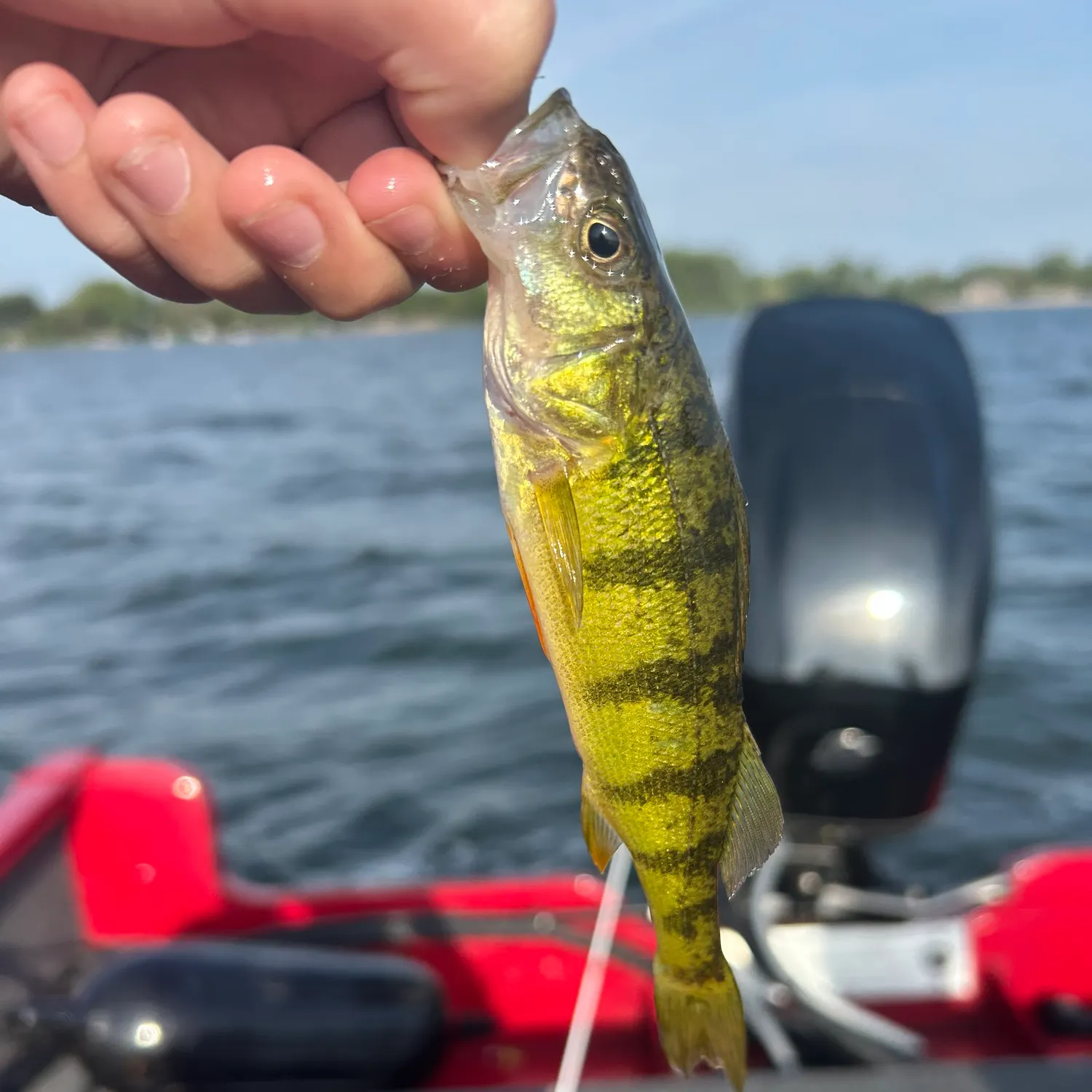 Yellow perch caught on Fishbrain