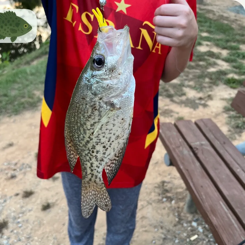 Black crappie caught on Fishbrain