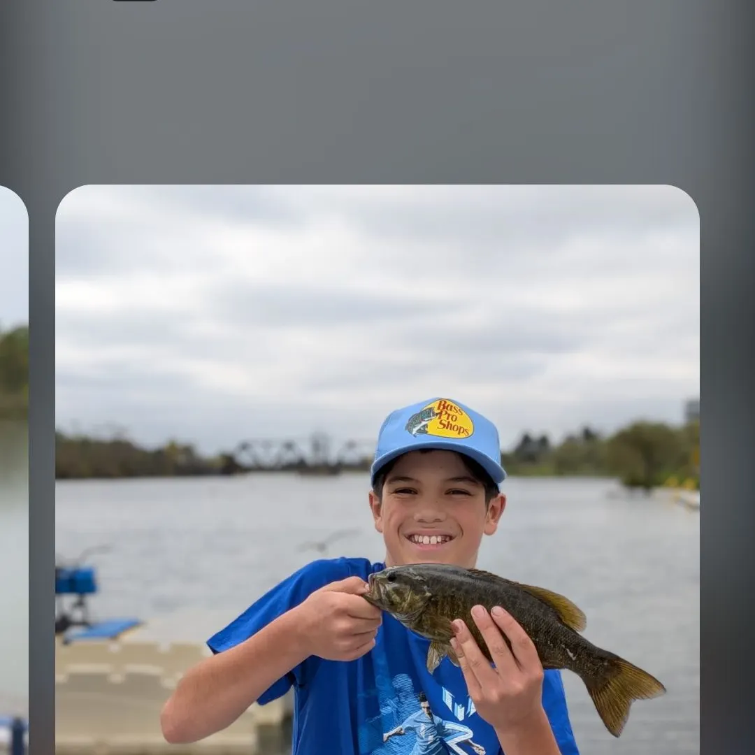 Smallmouth bass caught on Fishbrain