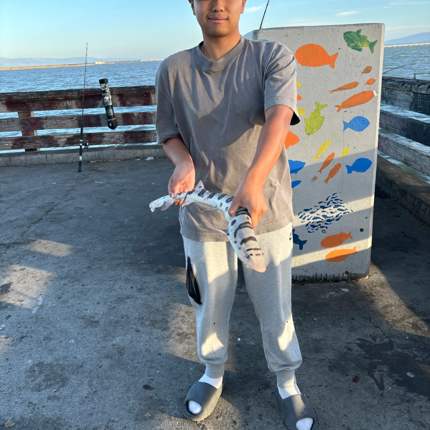 Leopard shark caught on Fishbrain
