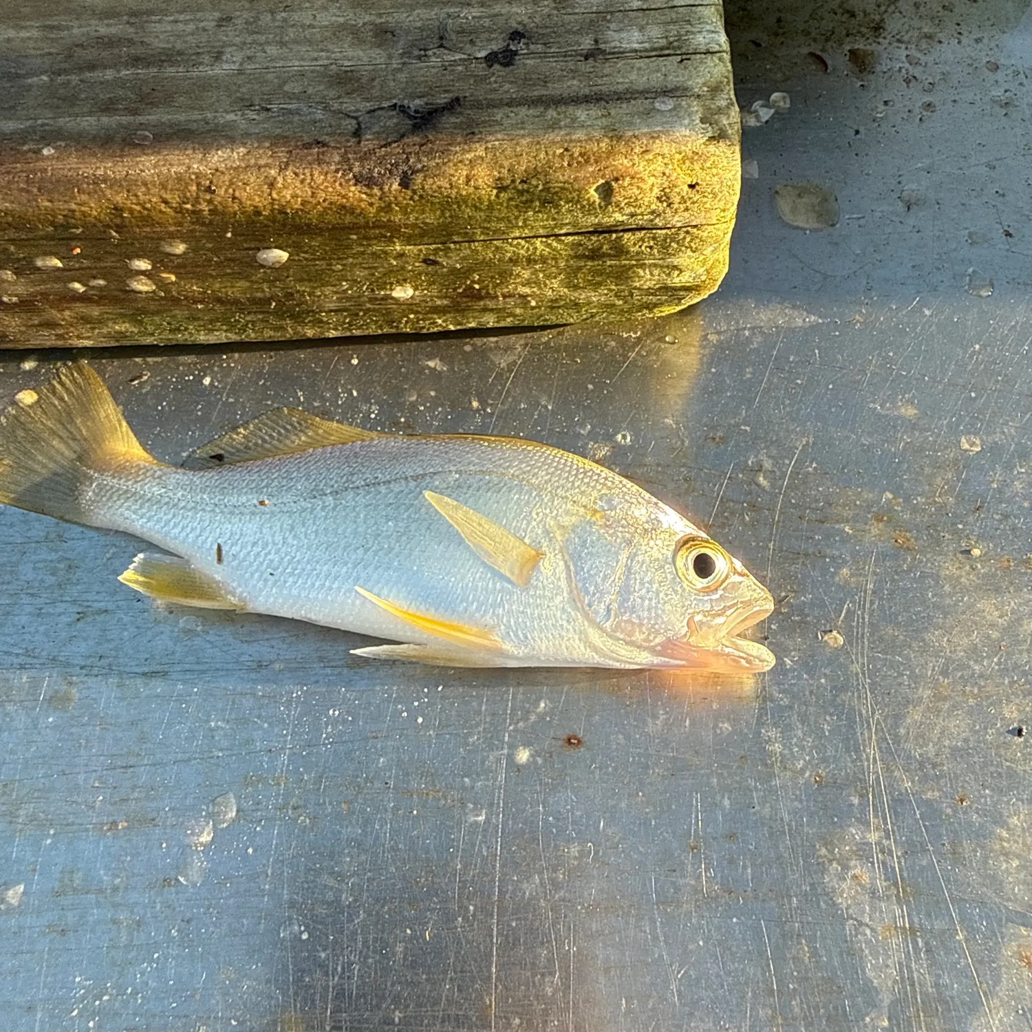 Silver perch caught on Fishbrain