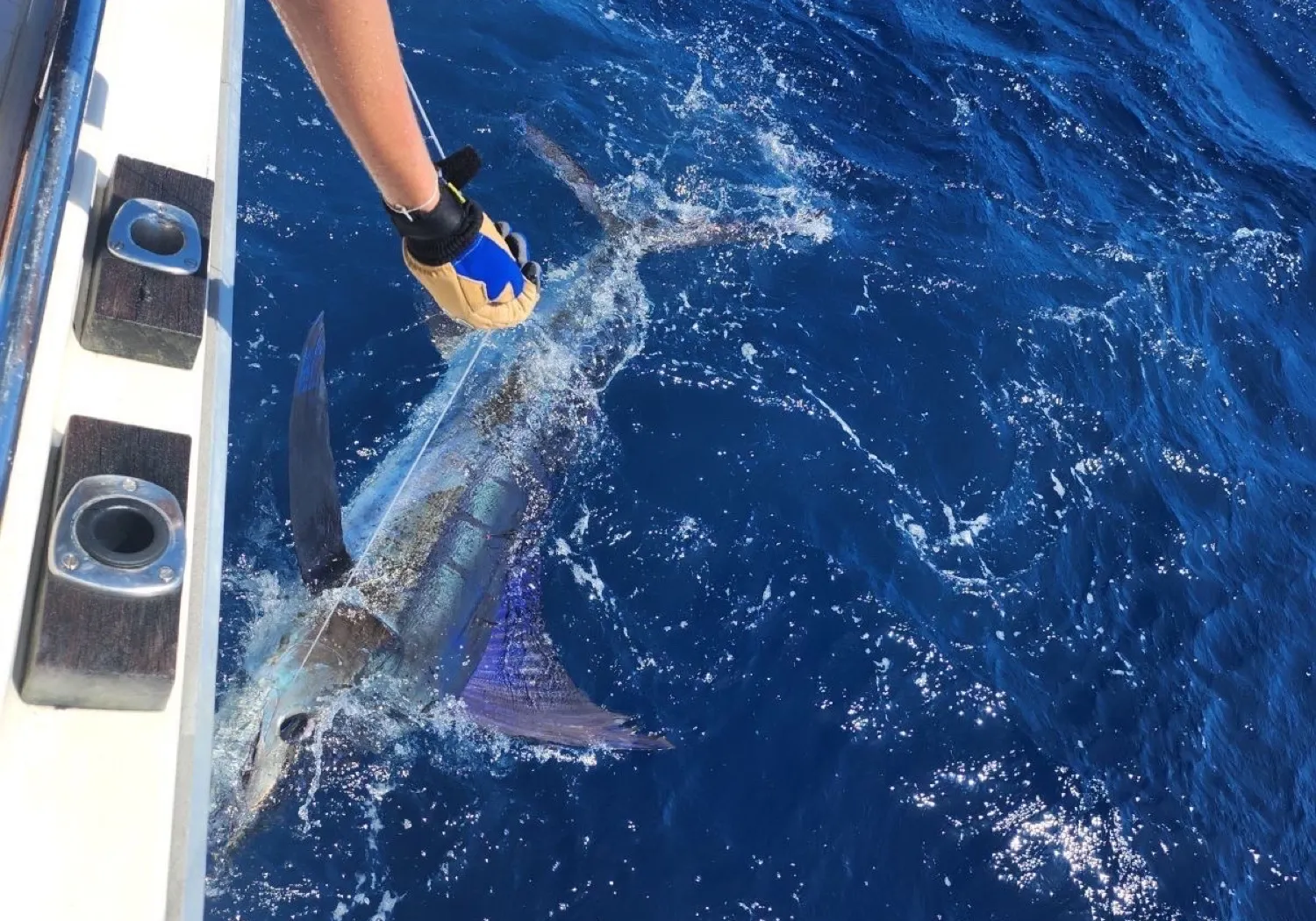 Indo-Pacific sailfish