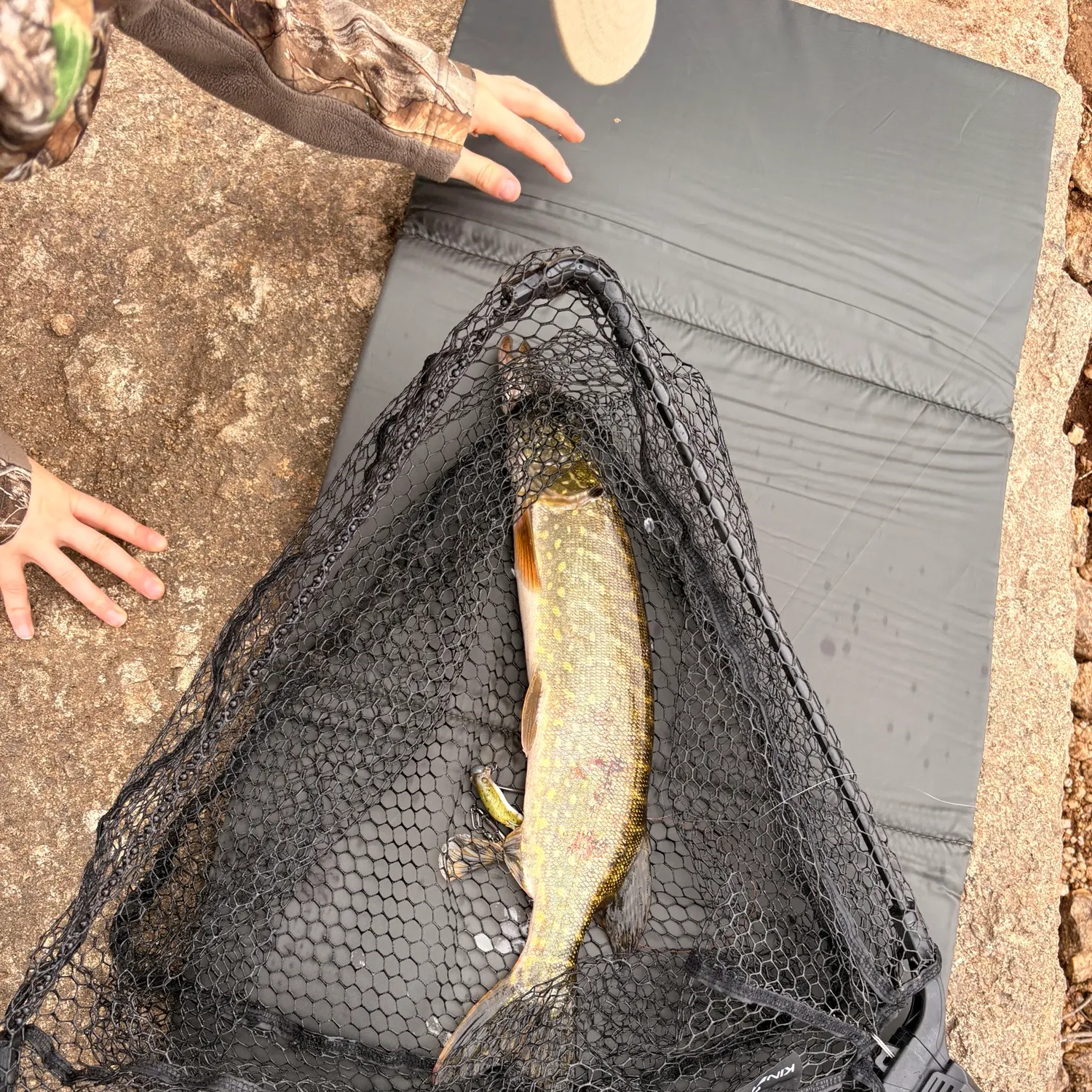Northern pike caught on Fishbrain