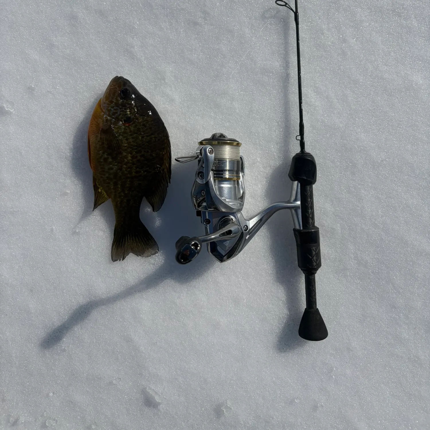 The most recent Bluegill catches on Fishbrain