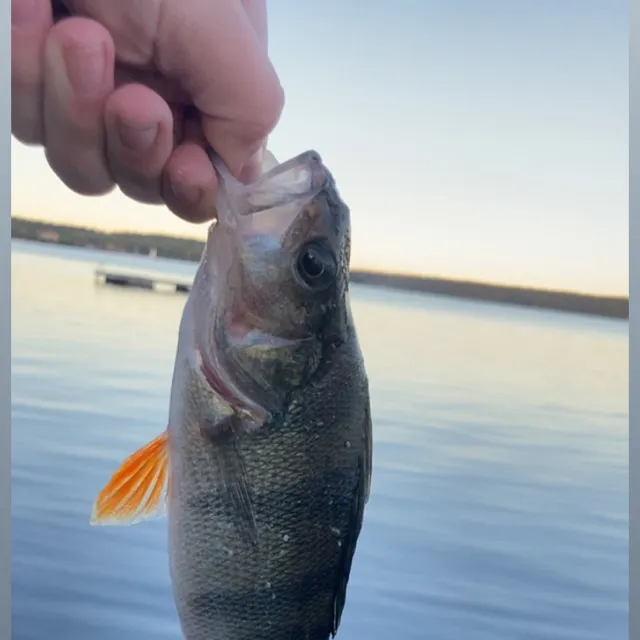 European perch caught on Fishbrain
