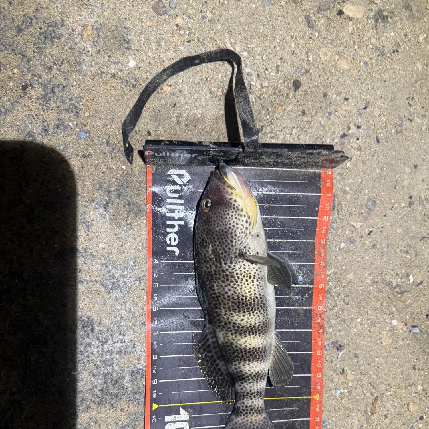 Spotted sand bass caught on Fishbrain