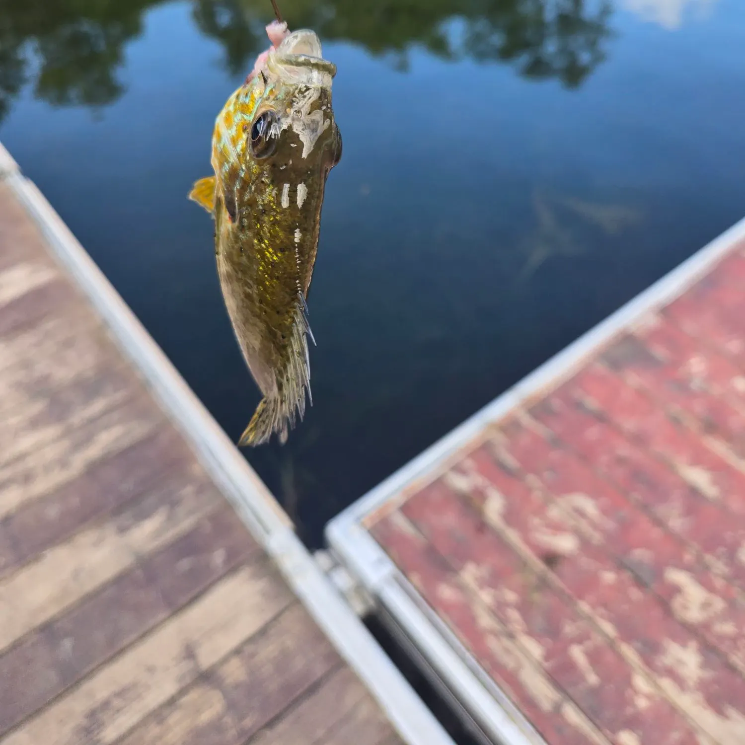 Fish caught on Fishbrain