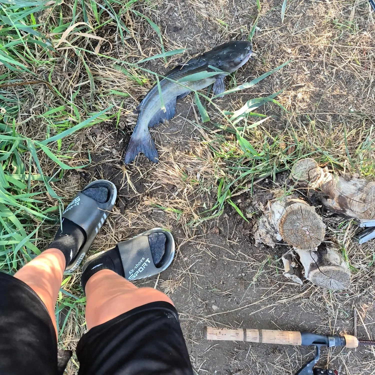 Channel catfish caught on Fishbrain