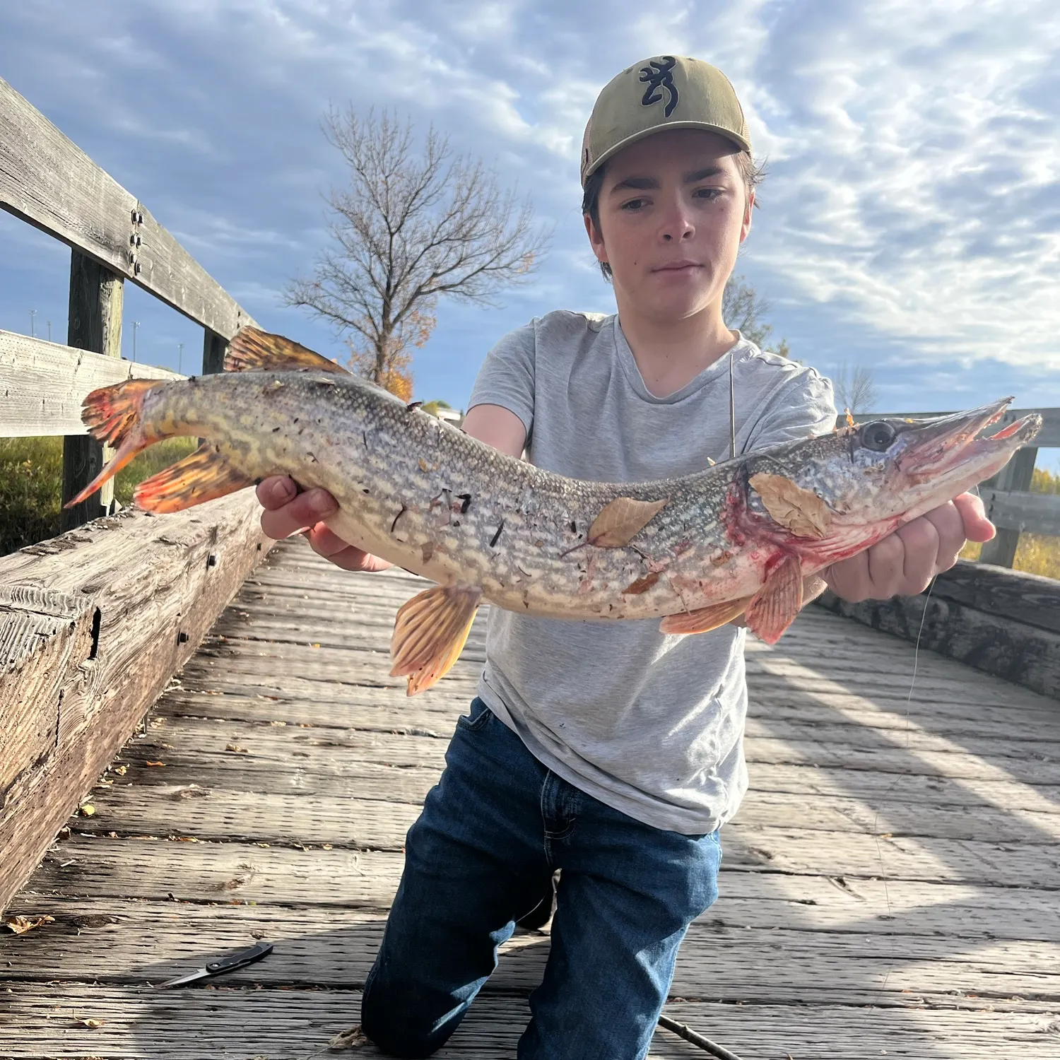 Northern pike caught on Fishbrain