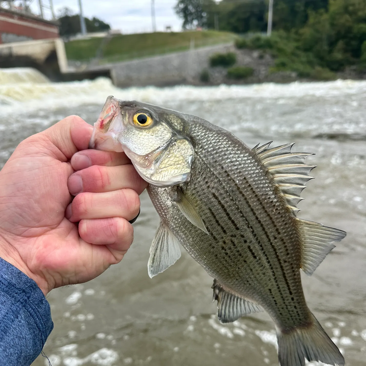 White bass caught on Fishbrain