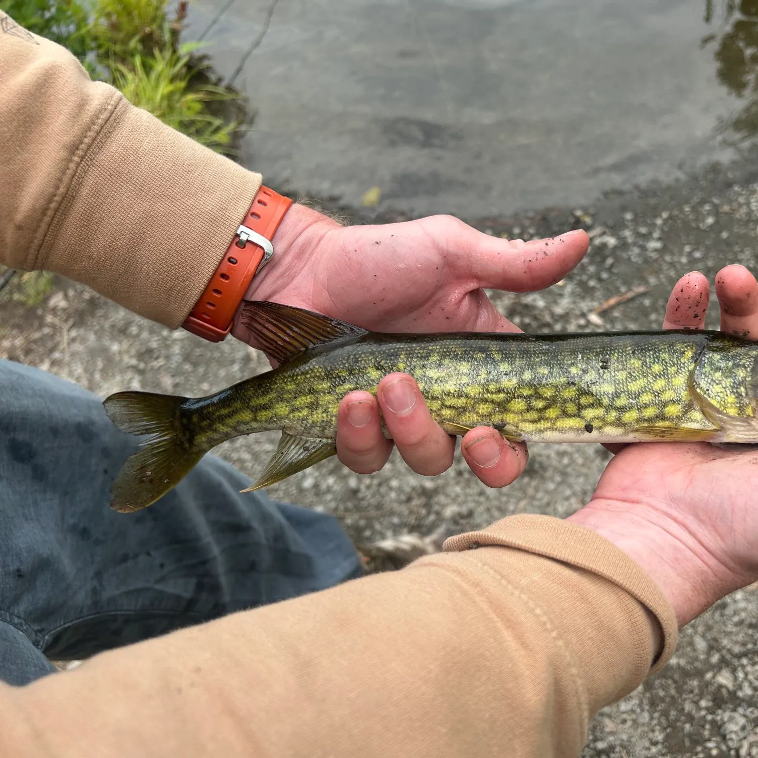 recently logged catches