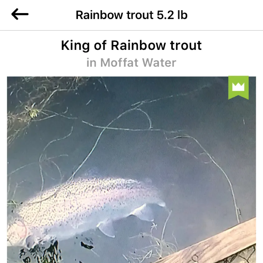 recently logged catches