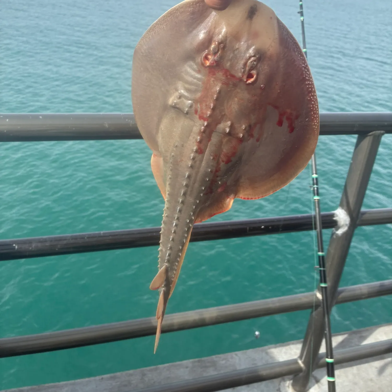 The most recent Starry ray catches on Fishbrain