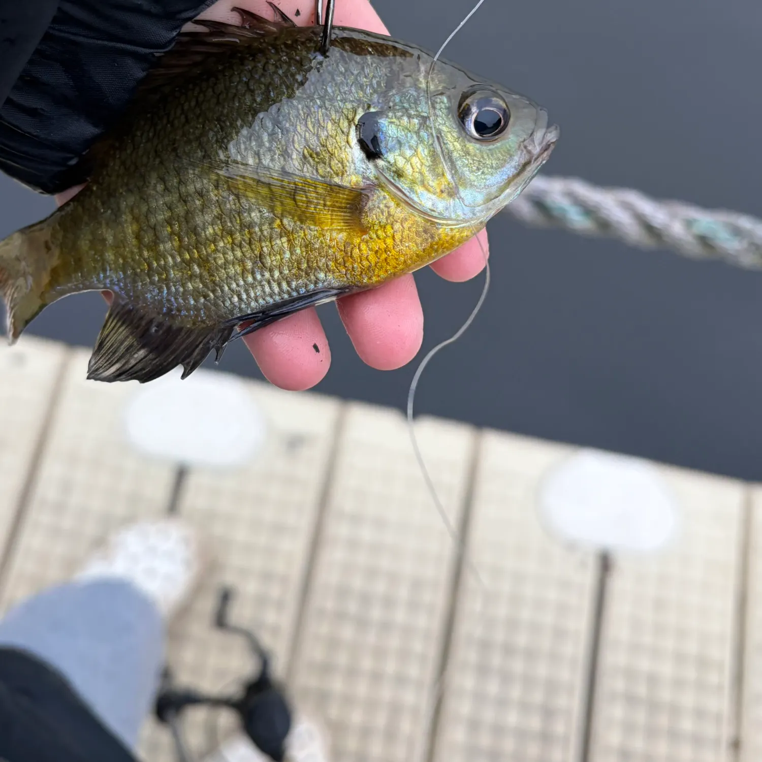 Bluegill caught on Fishbrain