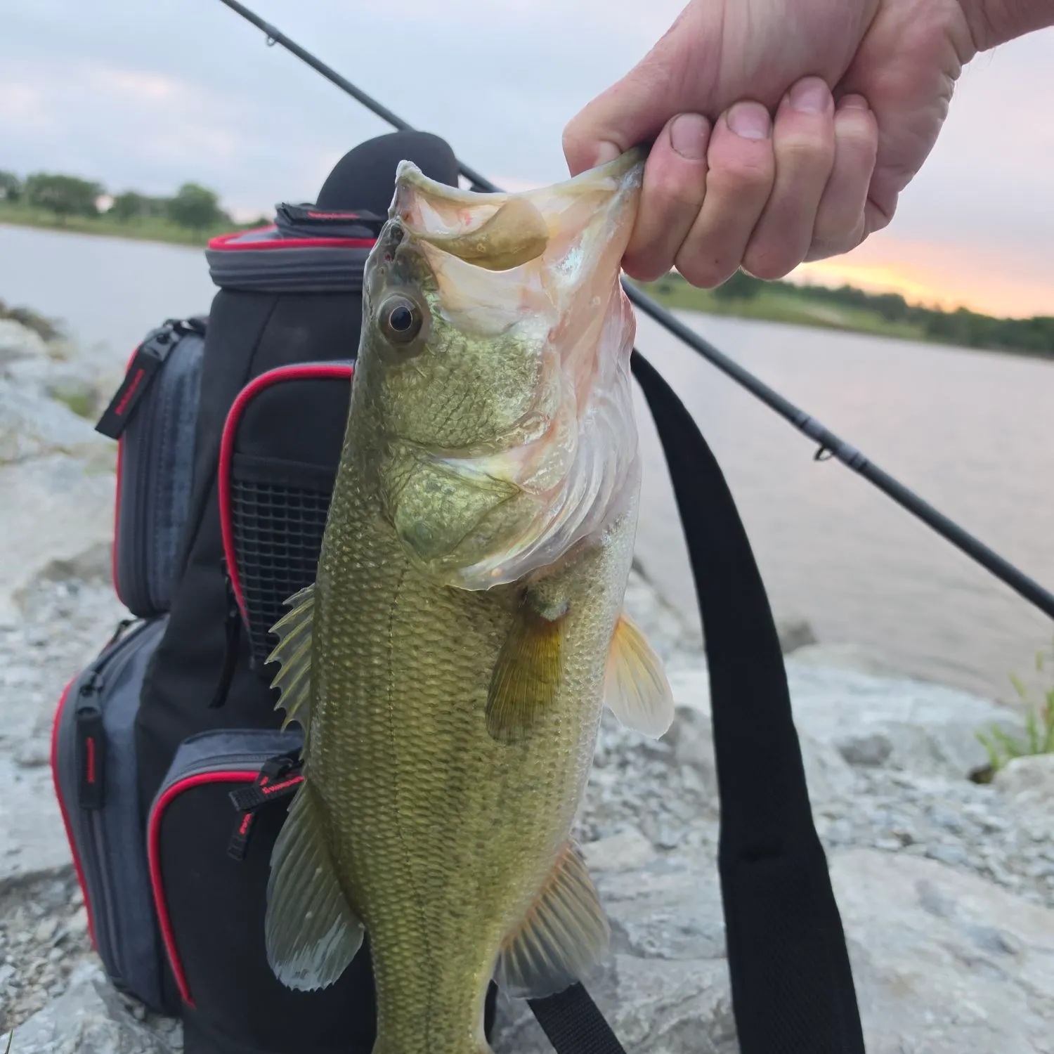 Largemouth bass caught on Fishbrain