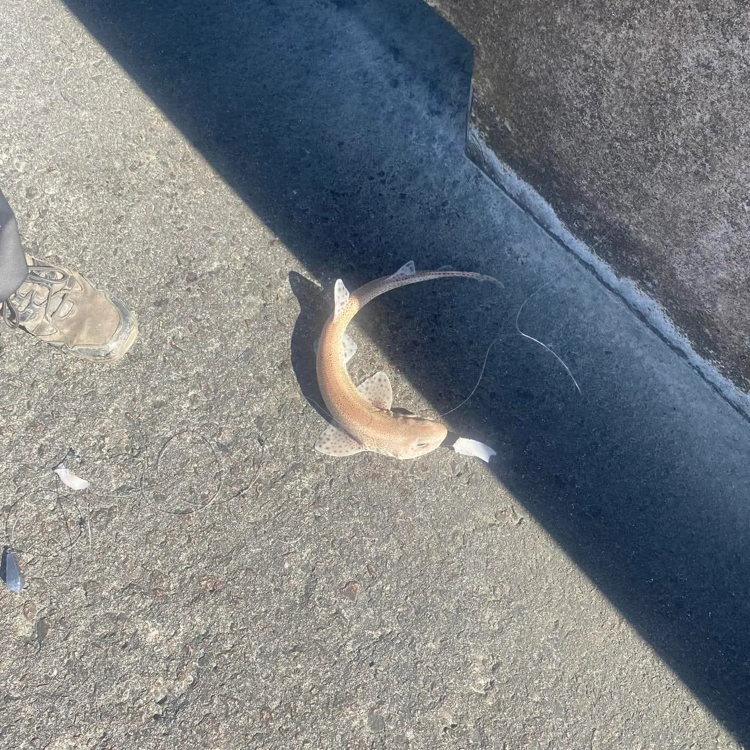 The most recent Lesser spotted dogfish catches on Fishbrain