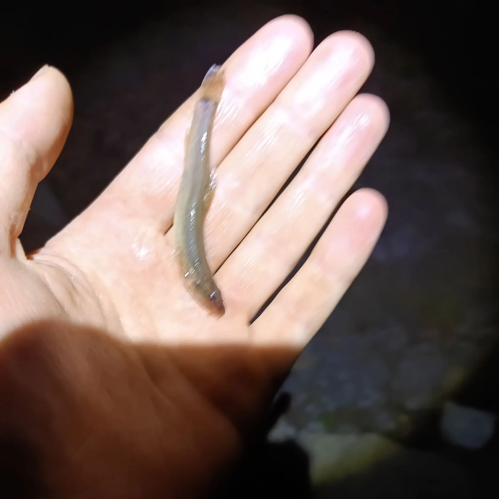 The most recent Stone loach catches on Fishbrain