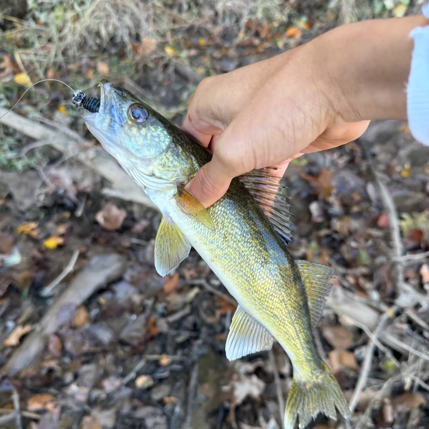 Walleye caught on Fishbrain