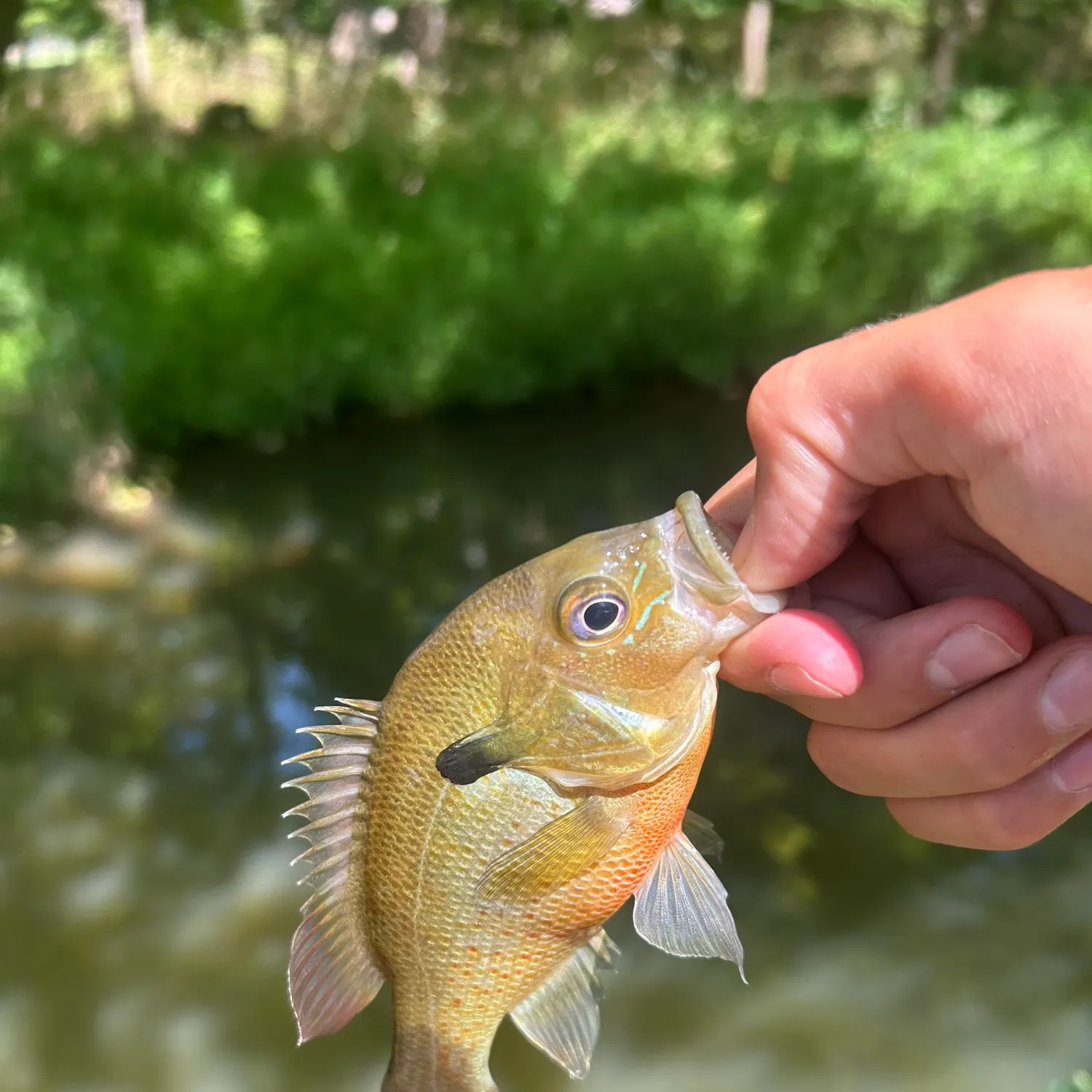 Redbreast sunfish caught on Fishbrain