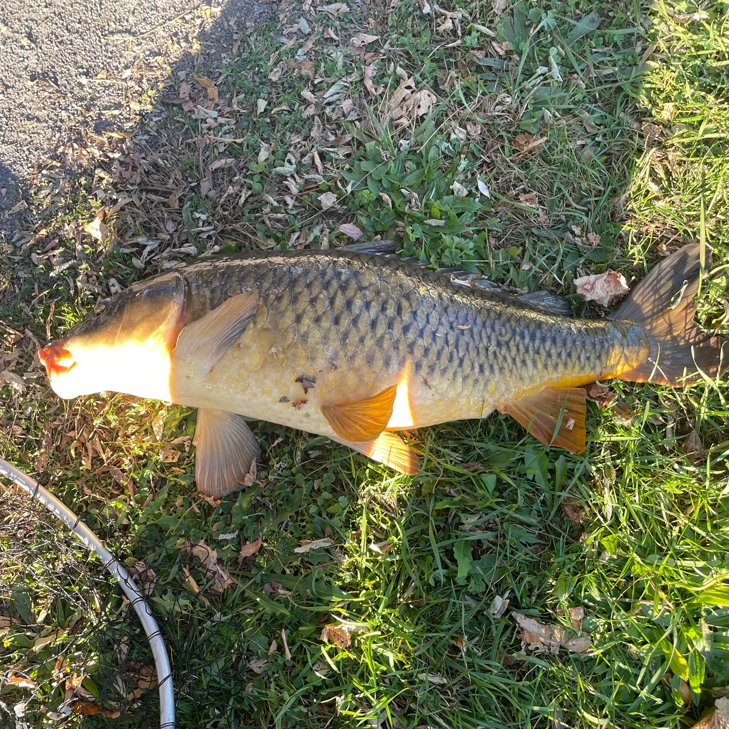 Common carp caught on Fishbrain