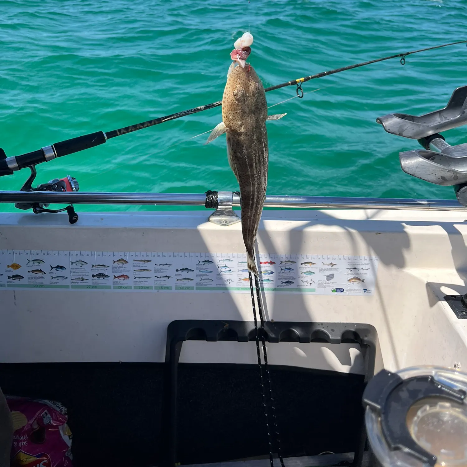 The most recent Blue-spotted flathead catches on Fishbrain