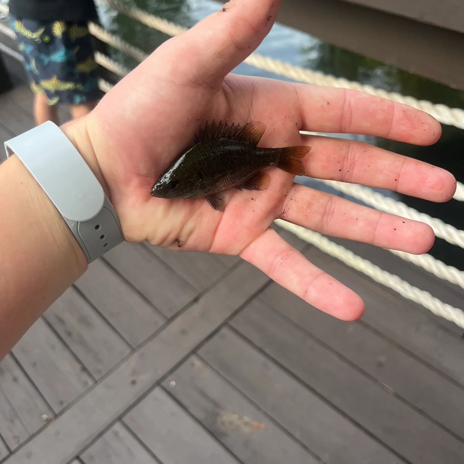 The most recent Greengill hybrid catches on Fishbrain