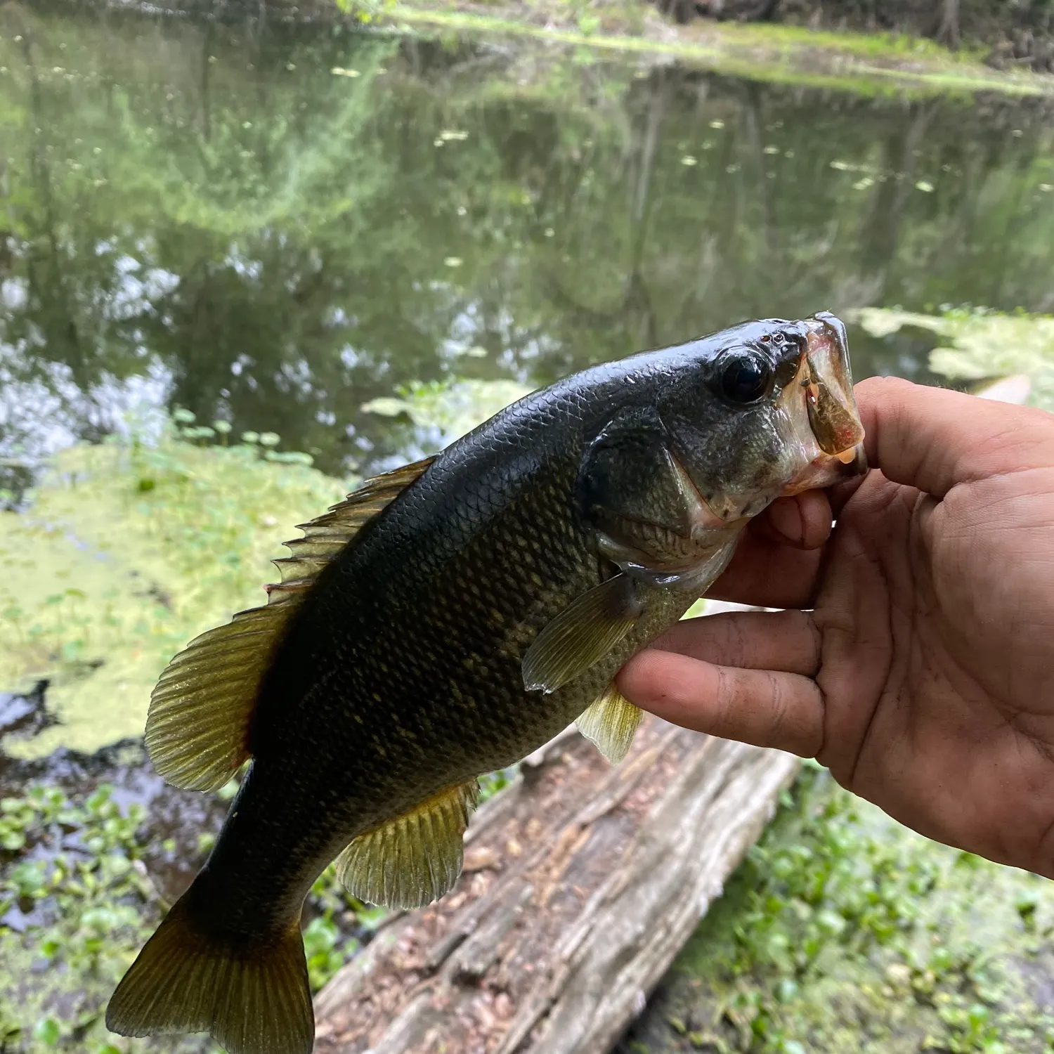 The most recent Suwannee bass catches on Fishbrain