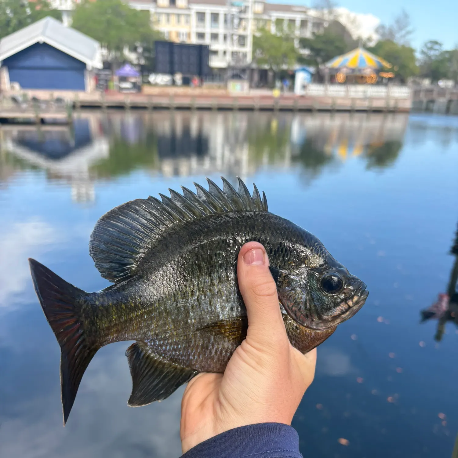 The most recent Coppernose bluegill catches on Fishbrain
