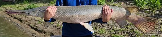 Alligator x longnose gar