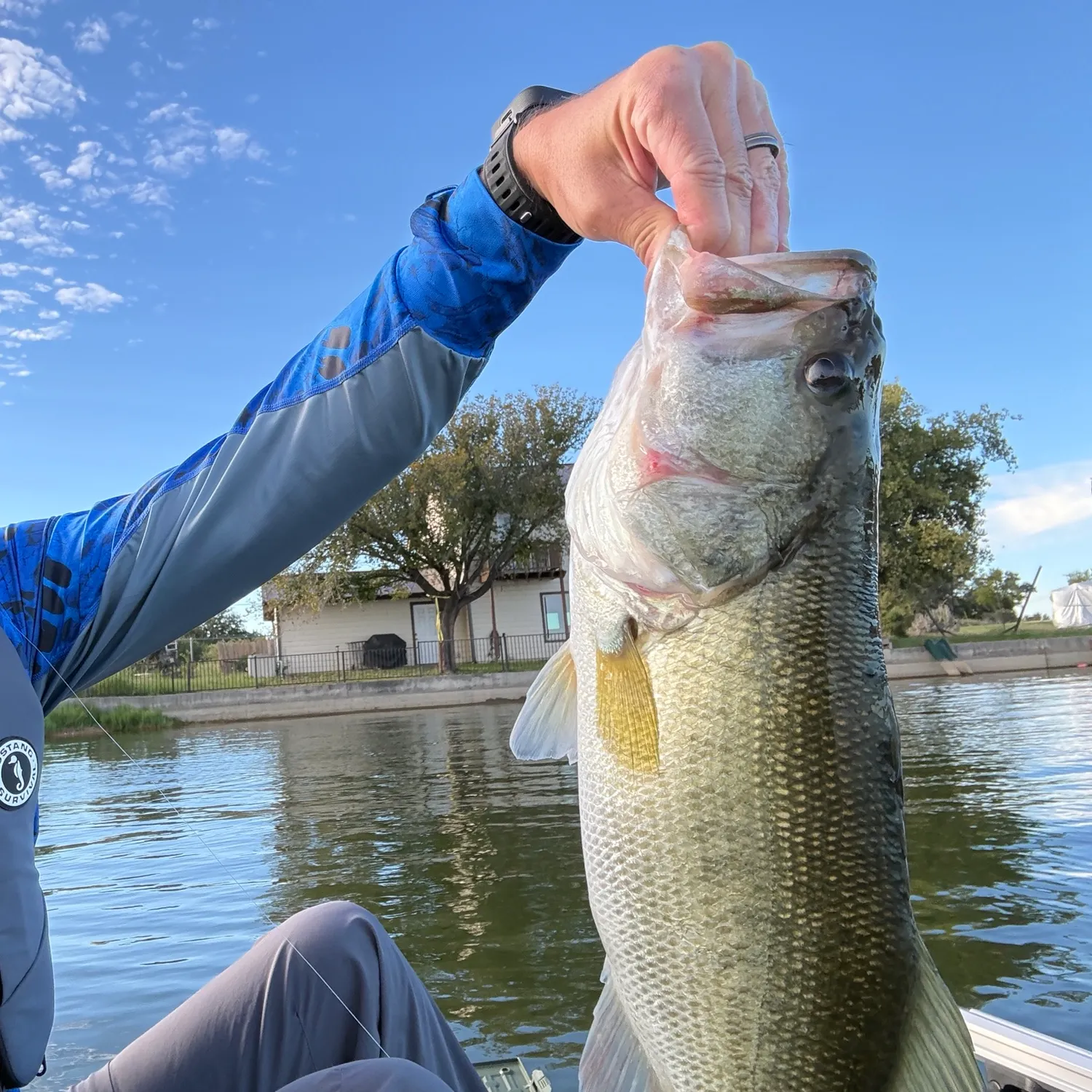Largemouth bass caught on Fishbrain