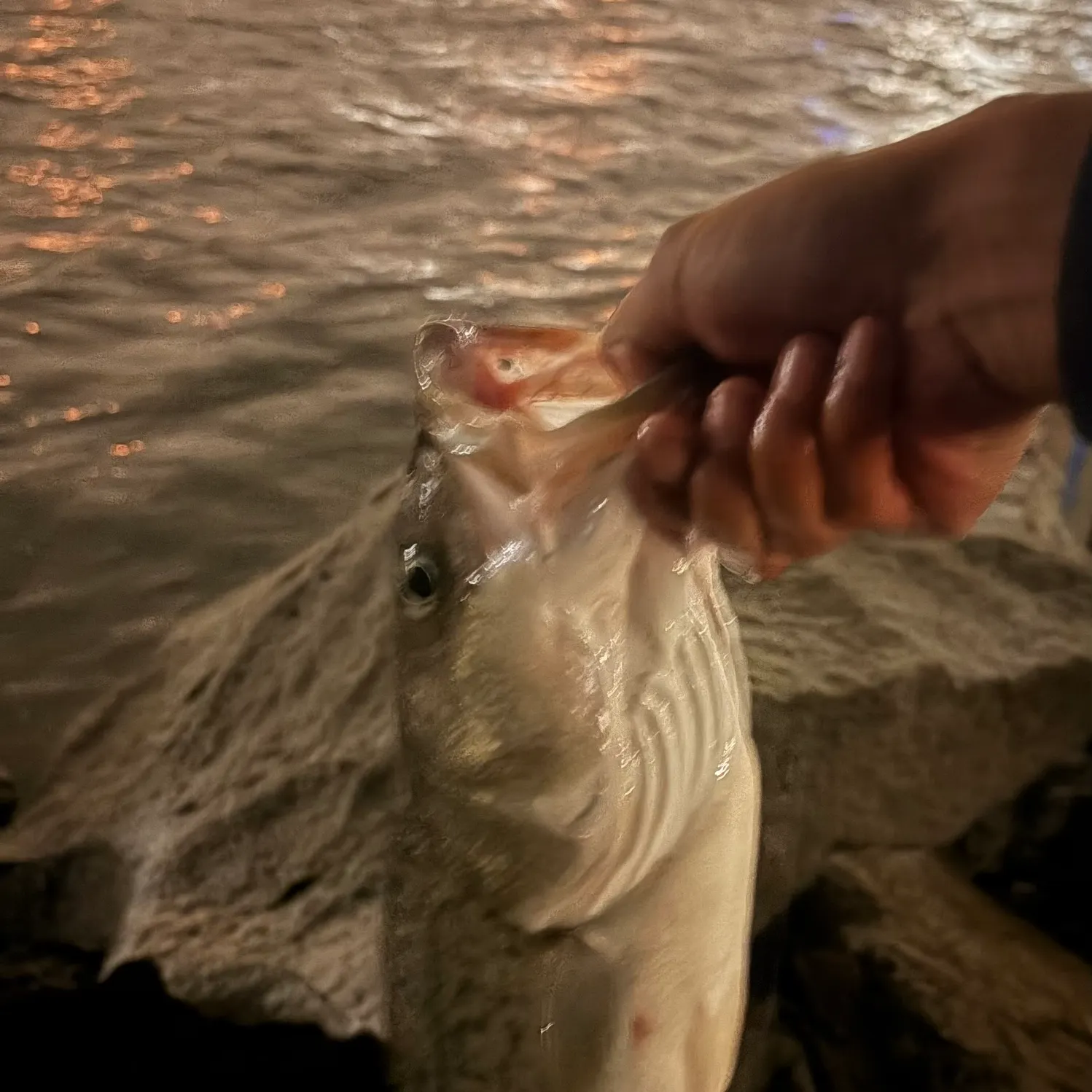 Striped bass caught on Fishbrain