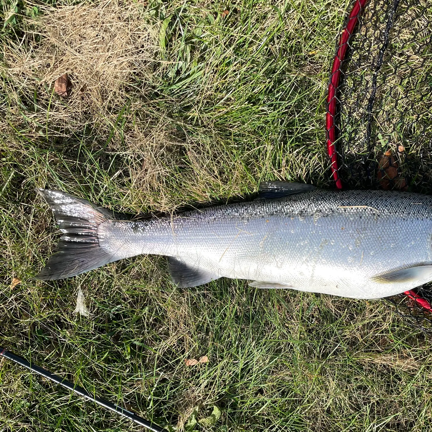 Steelhead caught on Fishbrain
