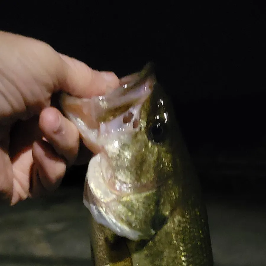 The most recent Largemouth bass catches on Fishbrain