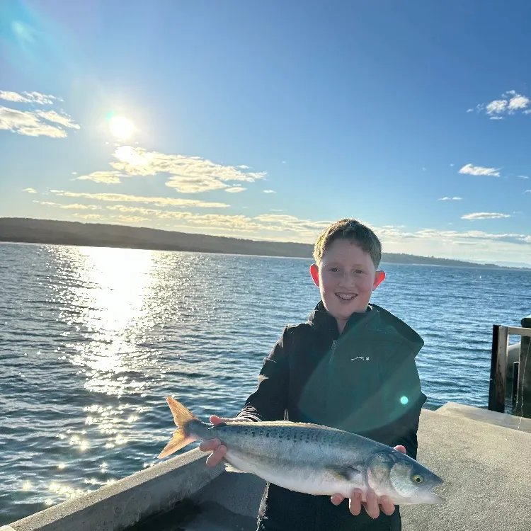 The most recent Eastern Australian salmon catches on Fishbrain