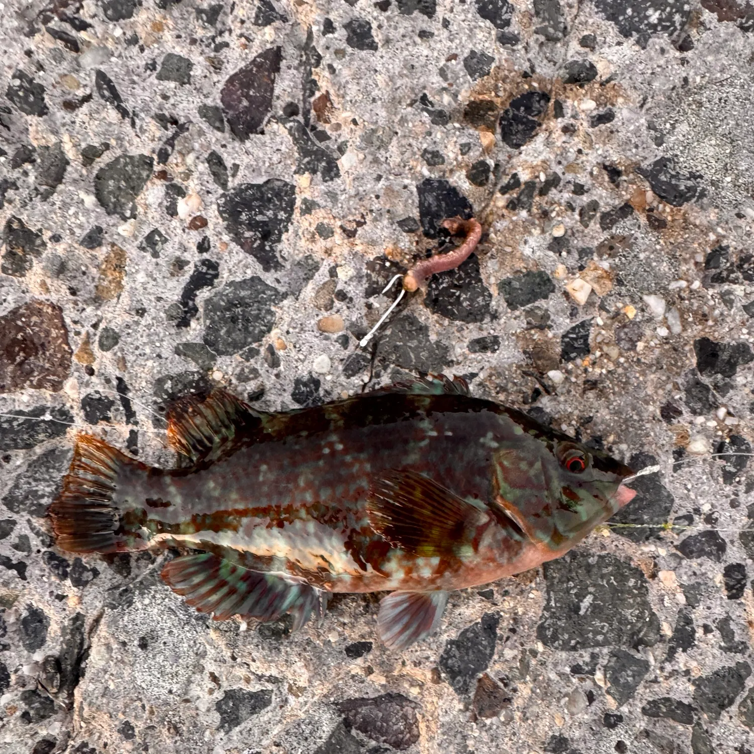 Greasy grouper caught on Fishbrain