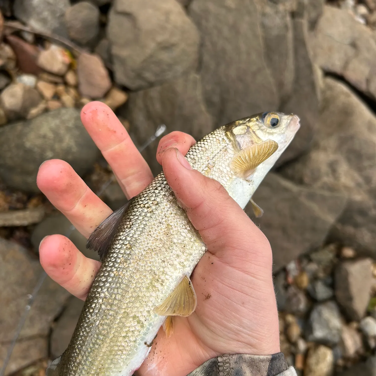 The most recent Mountain whitefish catches on Fishbrain