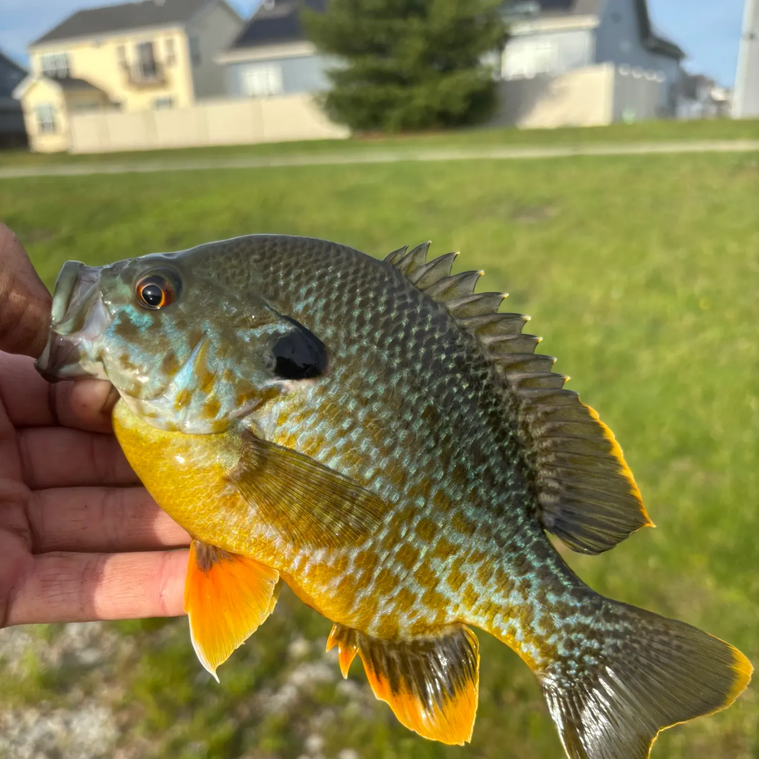 The most recent Pumpkingill hybrid catches on Fishbrain