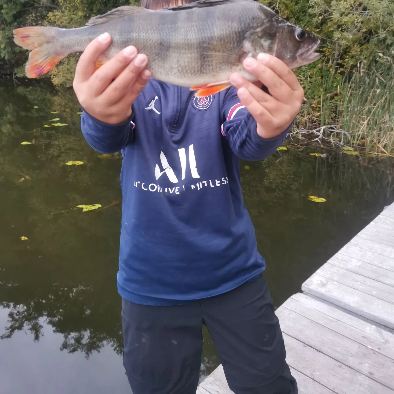European perch caught on Fishbrain