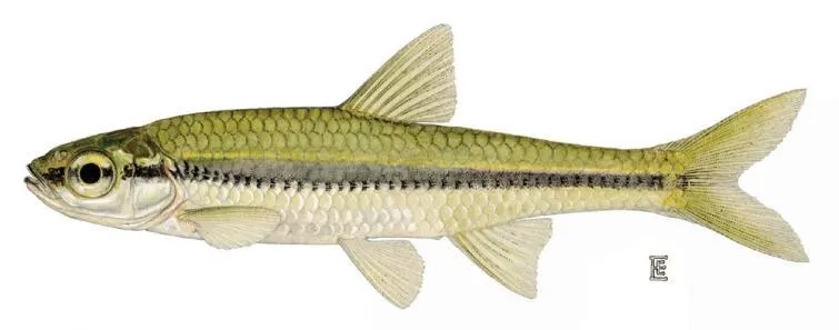 Baitfish