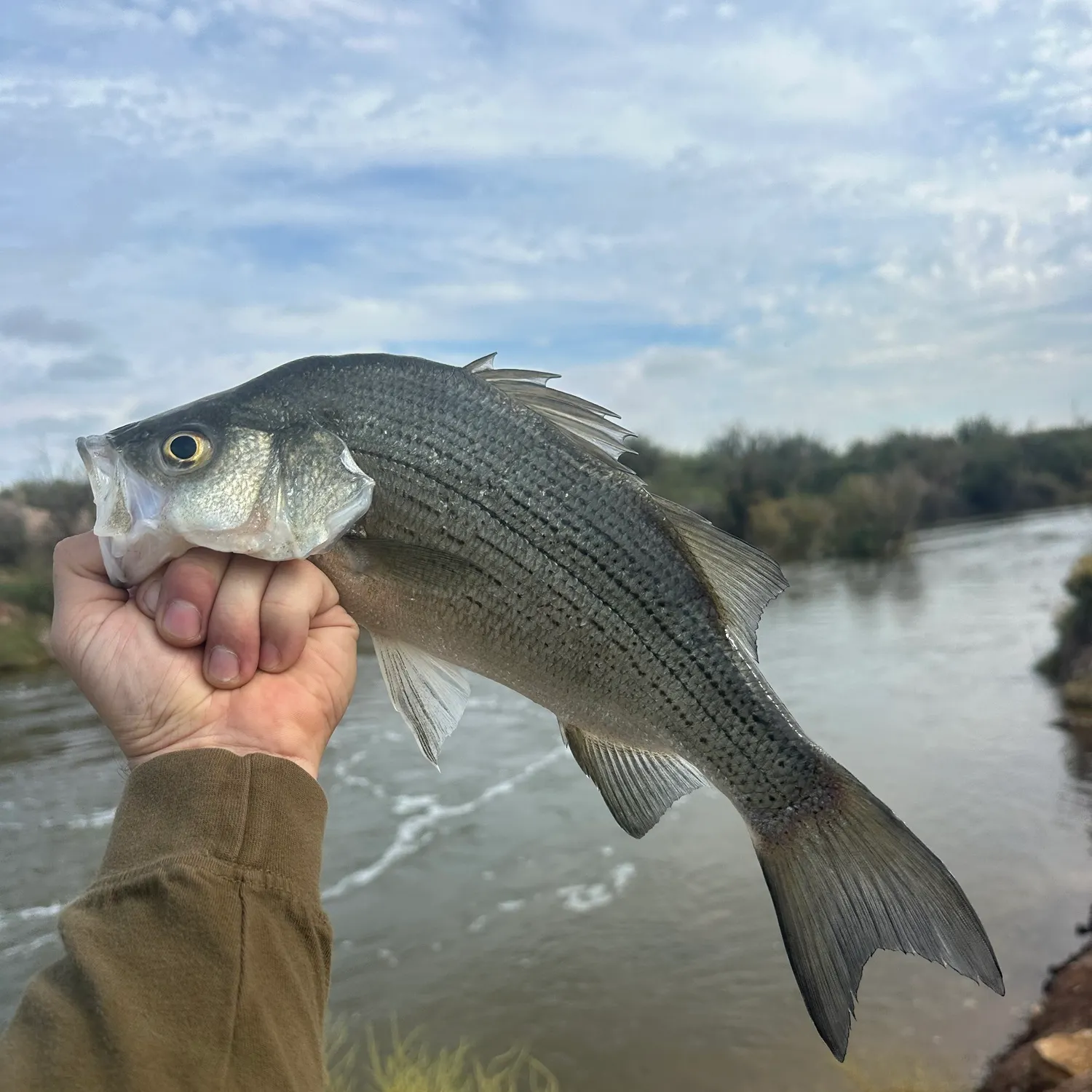 White bass caught on Fishbrain
